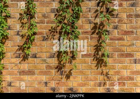 Verde sospeso Ivy Creeper pianta foglie su sfondo giallo testurizzato parete Foto Stock