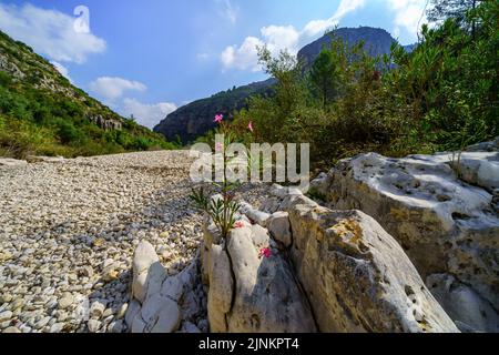 Letto di fiume secco con pietre bianche e grandi rocce nella valle di montagna. Foto Stock
