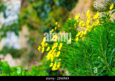 Sfondo di piccoli fiori gialli con sfondo verde sfocato. Foto Stock