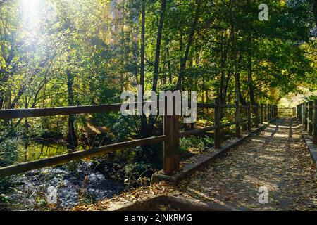Ponte che attraversa un piccolo ruscello con luce solare attraverso gli alberi. Foto Stock