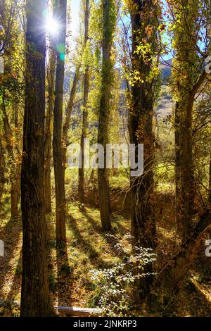 Sunburst attraverso gli alberi in un giorno di autunno con alberi colorati. Foto Stock