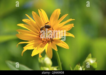 Bee siede su un fiore giallo nel sole Foto Stock