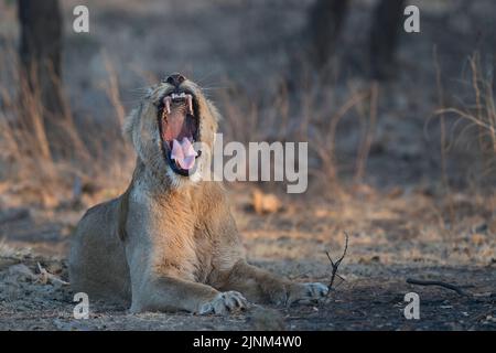 L'immagine del leopardo indiano (Panthera pardus fusca) è stata presa nel parco nazionale di Gir, Gujarat, India Foto Stock