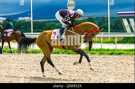 Prima della corsa a cavallo al Big Prize.Jockey Guseinov Timur sul cavallo akhal-teke. Foto Stock