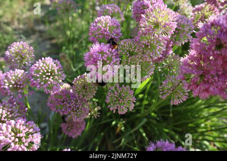 Allium senescens Foto Stock