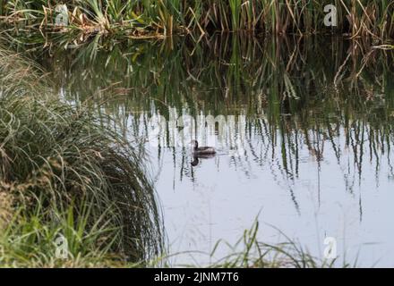 Nuoto Grebe (Podiceps nigricollis) pulcino a collo nero Foto Stock