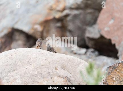 Giovane Redstart nero (Phoenicurus ochruros) Foto Stock