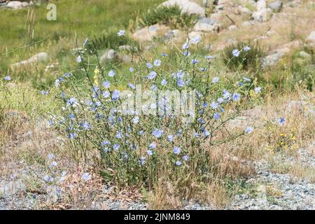 Grumo di cicoria (Cichorium intybus) Foto Stock