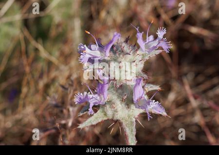 La fioritura porpora determina l'infiorescenza della testa di cimose di Salvia Carduacea, Lamiaceae, originaria annualmente nel deserto del Mojave occidentale, Springtime. Foto Stock