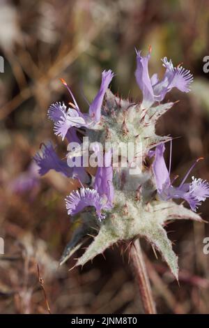 La fioritura porpora determina l'infiorescenza della testa di cimose di Salvia Carduacea, Lamiaceae, originaria annualmente nel deserto del Mojave occidentale, Springtime. Foto Stock
