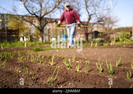 Giovani giovani giovani giovani giovani cipolle giovani che crescono in aiuole da giardino in primavera, con l'anziano che lavora in background Foto Stock