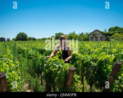 Donna che cammina tra il paesaggio vigneto vicino a Saint Emilion regione Bordeaux Francia Foto Stock