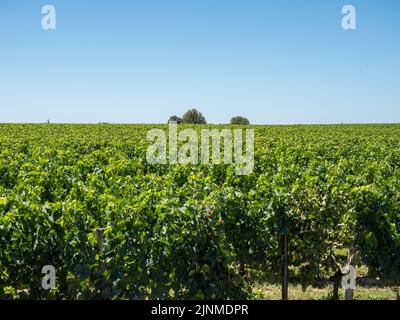 Vigneto paesaggio vicino a Saint Emilion regione Bordeaux Francia Foto Stock