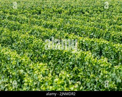 Vigneto paesaggio vicino a Saint Emilion regione Bordeaux Francia Foto Stock