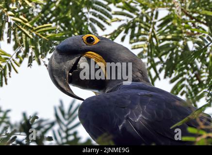 Iacinto Macaw (Anodorhynchus hyacinthinus) primo piano della testa adulta Pantanal, Brasile Luglio Foto Stock