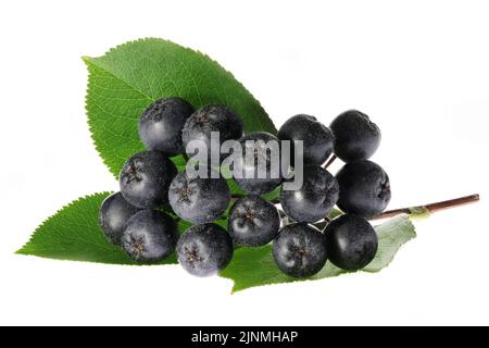 Bacche di Aronia isolate su fondo bianco Foto Stock