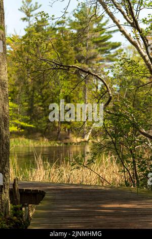 Tortuoso sentiero escursionistico sul lungomare attraverso la palude boscosa del Ludington state Park Foto Stock