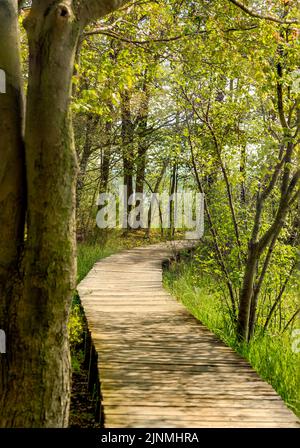 Tortuoso sentiero escursionistico sul lungomare attraverso la palude boscosa del Ludington state Park Foto Stock