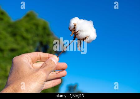 Primo piano della mano contadina che tiene un rametto di cotone in una piantagione di fattoria con sfondo blu sfocato del cielo. Mato Grosso, Brasile. Concetto di agricoltura. Foto Stock