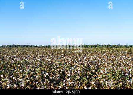 Bella vista del campo di piantagione di cotone al momento della raccolta a Mato Grosso, Brasile, in una giornata di sole estate. concetto di agricoltura, ecologia, ambiente Foto Stock