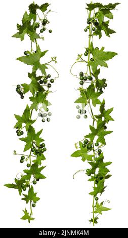 Ivy con bacche verdi isolate su sfondo bianco, set di due superriduttore per la vostra decorazione telaio. Foto Stock