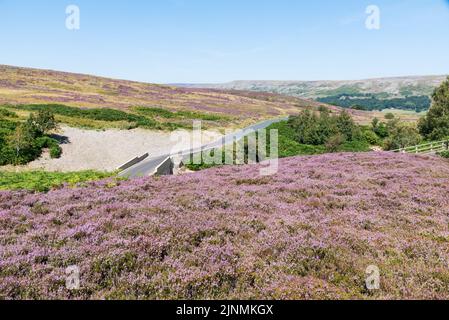 Heather fiorente e la strada per Reeth Foto Stock