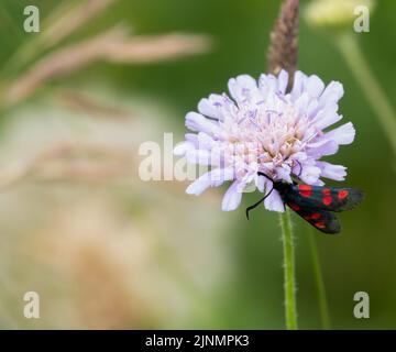 Una falce di burnett (Zygaena filipendulae) a sei punti che si nutre di un bel fiore rosa più grande (Centaurea scabiosa) Foto Stock