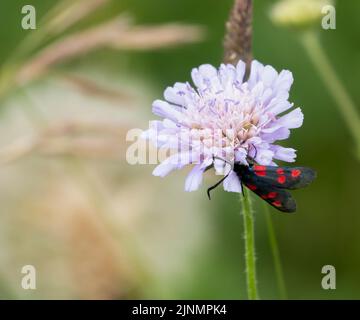 Una falce di burnett (Zygaena filipendulae) a sei punti che si nutre di un bel fiore rosa più grande (Centaurea scabiosa) Foto Stock