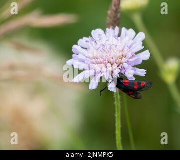 Una falce di burnett (Zygaena filipendulae) a sei punti che si nutre di un bel fiore rosa più grande (Centaurea scabiosa) Foto Stock