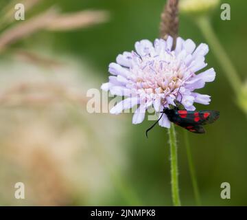 Una falce di burnett (Zygaena filipendulae) a sei punti che si nutre di un bel fiore rosa più grande (Centaurea scabiosa) Foto Stock