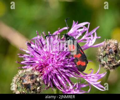 Una falce di burnett (Zygaena filipendulae) a sei punti che si nutre di un bel fiore rosa più grande (Centaurea scabiosa) Foto Stock