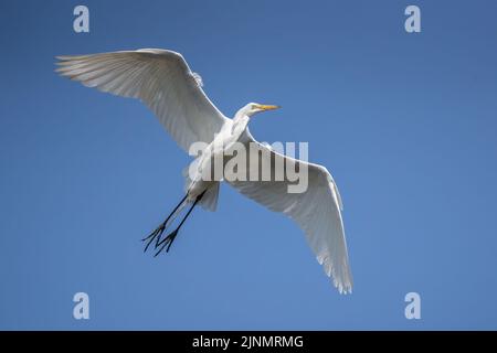 Grande Egret volando sopra Foto Stock