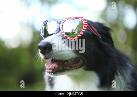 Border Collie cane indossando a forma di cuore bandiera americana occhiali da sole per il 4 di luglio Foto Stock