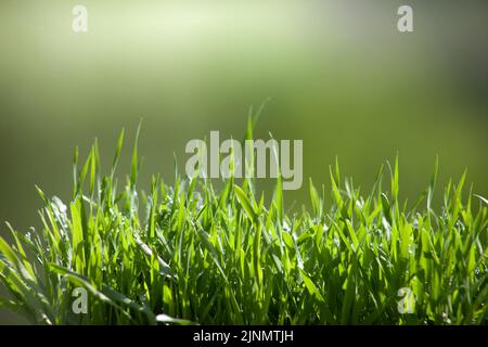 Foglie di prato con rugiada su sfondo sfocato. Piante fresche al mattino rugiada scintillante al sole. Foto Stock