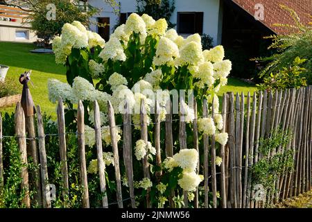 Lussureggiante bianco-lime colorato Hydrangea paniculata 'limelight' fiori nel giardino estivo nel villaggio alpino bavarese Steingaden, Allgaeu, Germania Foto Stock