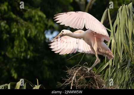 Spatola Roseate giovanile Foto Stock