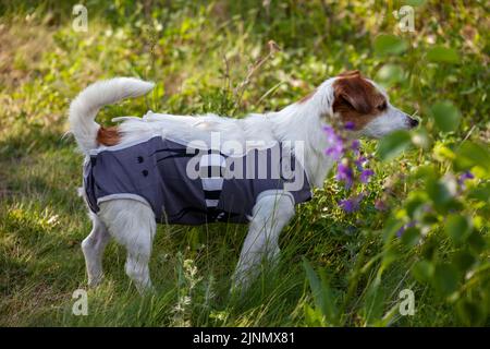 Jack Russell in una giacca dopo un intervento chirurgico, un cane su una passeggiata nella natura. Foto Stock