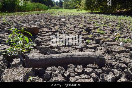 Londra, Regno Unito. 12th agosto 2022. Un grande stagno completamente asciutto nel Wanstead Park nel nord-est di Londra, come una siccità è dichiarata in alcune parti del Regno Unito. Le ondate di calore persistenti derivanti dai cambiamenti climatici indotti dall’uomo hanno colpito gran parte di Londra, con incendi e siccità visibili in tutta la capitale. Foto Stock