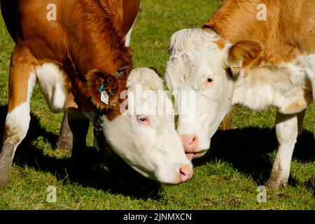 Due mucche amichevoli sul prato alpino nelle Alpi della regione di Gramai Alm in Austria Foto Stock