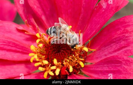 Primo piano di un'ape su un fiore rosa. Foto Stock