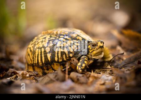 Un primo piano di una tartaruga orientale Box si riscalda in un luogo soleggiato sul pavimento della foresta. Preso in Indiana durante la loro stagione di allevamento. Foto Stock