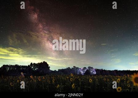 Un campo di girasoli corti sotto la nostra galassia lattea come visto dall'Indiana. Le nuvole oscurano parzialmente le stelle. Contiene inquinamento da luce verde. Foto Stock