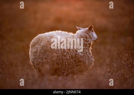 Pecore nella campagna argentina, Provincia di la Pampa, Patagonia, Argentina. Foto Stock