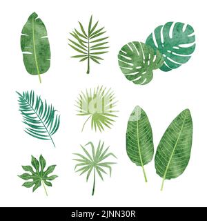 Set di foglie Tropic. Illustrazione vettoriale di acquerello di piante tropicali. Illustrazione Vettoriale