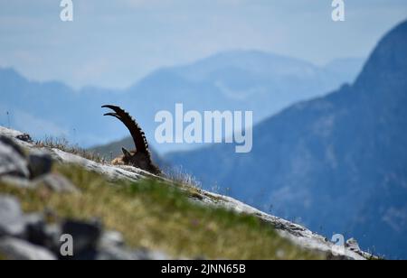 Stambecco alpino maschio (capra stambecco) nel selvaggio sulla cima di Kahlersberg in montagna parco nazionale Berchtesgaden, Baviera, Germania Foto Stock