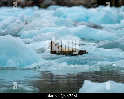 Foca, Phoca vitulina, madre e cuccia su ghiaccio nel fiordo Tracy dell'Alaska sudorientale Foto Stock