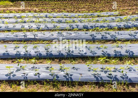 gli agricoltori utilizzano pellicole di plastica per il controllo delle erbacce in orto. Foto Stock