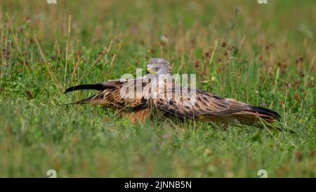 Aquilone rosso (Milvus milvus), due aquiloni seduti in un prato, Riserva della Biosfera, Albo Svevo, Baden-Wuerttemberg, Germania Foto Stock