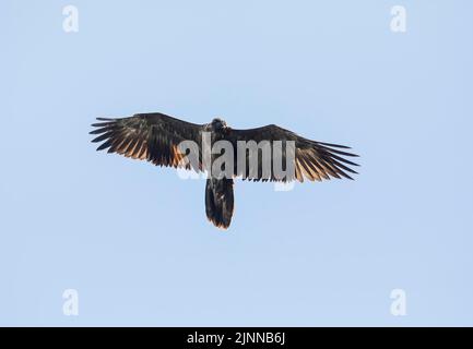 Avvoltoio giovanile portacolori (Gypaetus barbatus), Berchtesgaden, Baviera, Germania Foto Stock