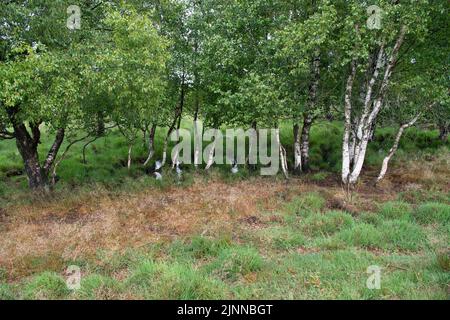 Riserva naturale Bockholter dose, zona umida con alberi di betulla individuali, bassa Sassonia, Germania Foto Stock